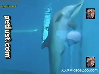 Professionals diver films how dolphin swims in the huge pool
