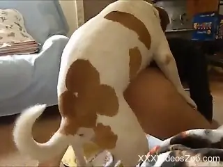 Spotted beagle drills a big-bottomed guy in the doggy style pose