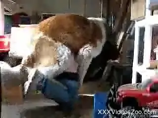 Huge trained labrador impaled a sexy zoophile in doggy style