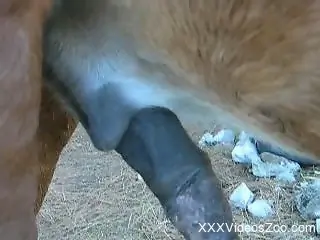 Take a look at horse dick you haven't seen it before