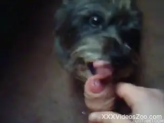 Innocent poodle gives licks my hard pink dickhead in POV