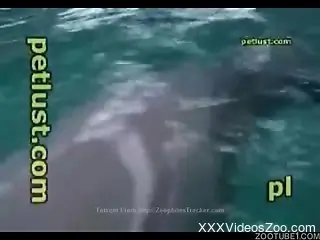 Playing with a very strange dolphin dick in POV angle