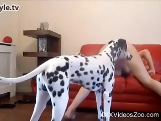 Dalmatian licks a fresh pussy of a big-boobed young model