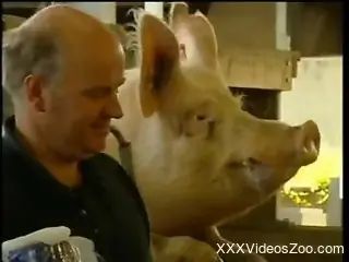 Three horny zoophiles are playing with very cute pink pigs
