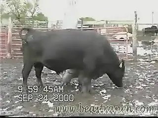 Watch out how bull's massive dick become much bigger