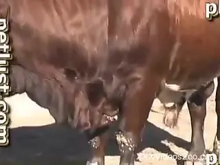 Farmer penetrates his lovely spotted cow in doggy pose