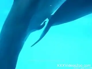 Take a look at how real dolphins are spending their time