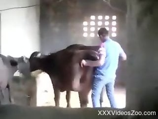 Very big and brutal bull got anally impaled by filthy farmer
