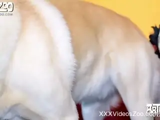 Busty blondie slut got her pussy nicely fucked by beagle