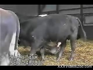 Black bulls are fucking in the bedroom in doggy pose