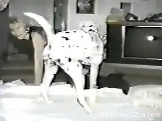 Sexy chick sucks a big hard dick of a black doberman