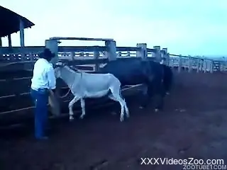 Sexy black horse fucks a passionate white pony at the farm