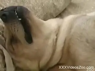White labrador got nicely sucked and fucked by his owner