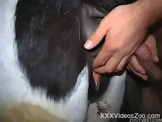 Spotted pony with tight crack gets nailed in doggy style pose