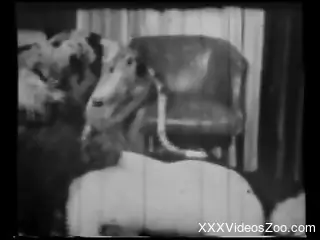 Vintage bestiality sex with a sensual hottie and her Dalmatian