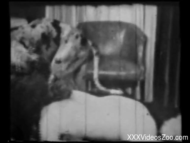 Vintage Zoophilia Porn - Vintage bestiality sex with a sensual hottie and her Dalmatian