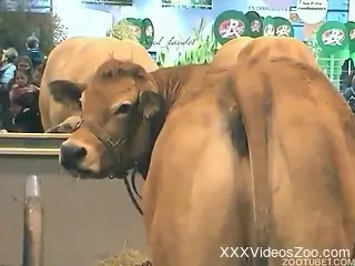 Take a look at sexy cow ass and anus, they are looking awesome