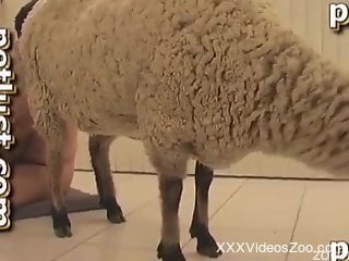 Sheep with tight anus got nicely nailed by passionate farmer