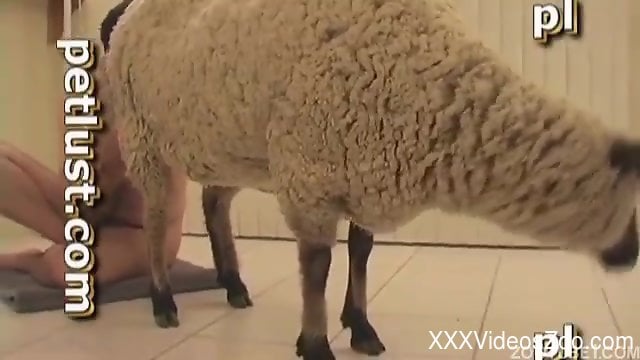 Sheep with tight anus got nicely nailed by passionate farmer