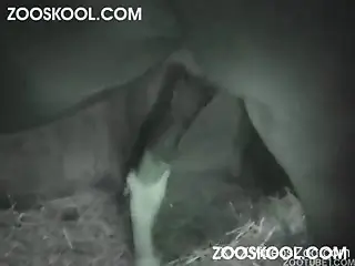 Impossibly sweet horse sex action in the night with my gf