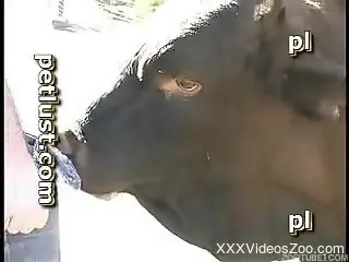 Passionate cow got nicely sucked by perverted horny farmer