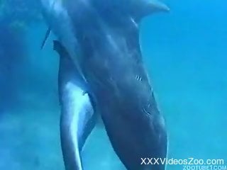 Nice to watch how two awesome dolphins are swimming in the ocean