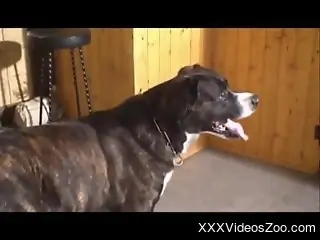 Redhead and brunette fuck with two different dogs with passion