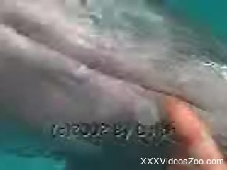Diver is playing with a tight wet snatch of a passionate dolphin
