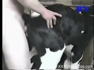 Sexy spotted animal got anally penetrated in doggy style pose