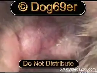 Two sexy dogs have awesome wild sex in extreme close-up