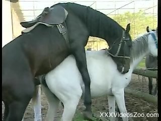 Black pony with giant dark dick in awesome bestiality orgy