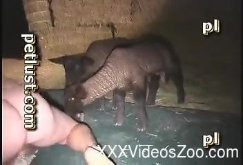 Guys Fucking Their Dogs - Stunning sheep likes when farmer fucks her tight anus