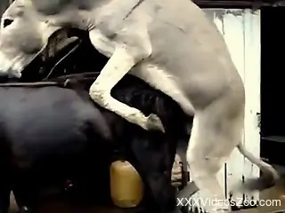 Cute white mule pounds his black girlfriend from behind