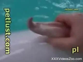 Crazy zoophile is playing with a hard wiener of a dolphin
