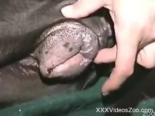 Tube xxx animal Animal Sex