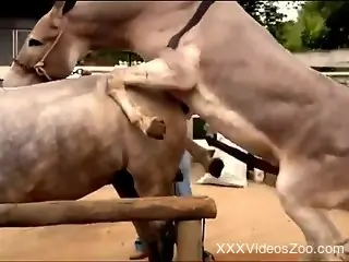 Two awesome horses have passionate sex in doggy style pose