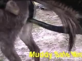 Animalssexmove - Free Animal XXX Videos & Zoo Sex Clips - Bestiality Porn Tube (Page 3)