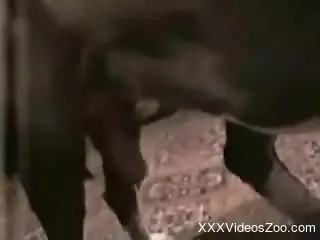 Smooth pussy zoophile gets fucked by her horny dog