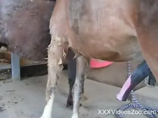 Horny guy jerks a stallion's huge cock, post-coitus