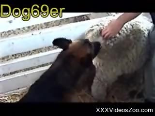 Horny dude gets his dog to fuck a sexy sheep