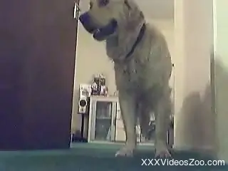 Naughty young girl gets doggy style fucked on the floor