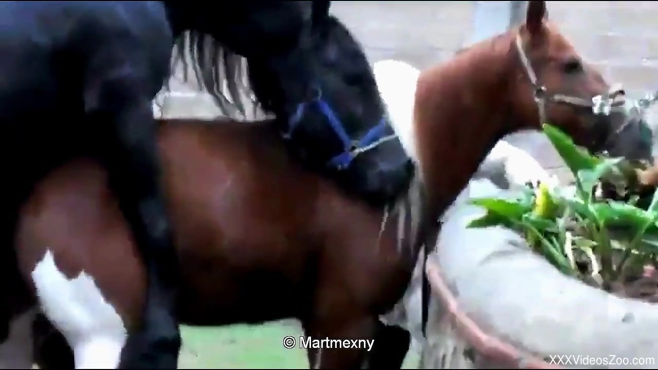 Black horse fucking a brown mare's pussy outdoors