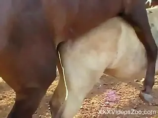 Two horses enjoying their outdoors hardcore romp