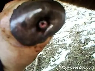 Guy with filthy hands jerks a stallion's big dick