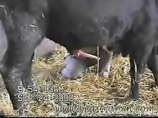 Amazing bestiality video that you're going to really dig