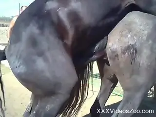 Black stallion enjoys a quickie with a sexy mare