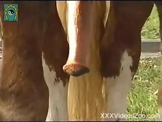Brown stallion showcasing its huge cock in plain sight