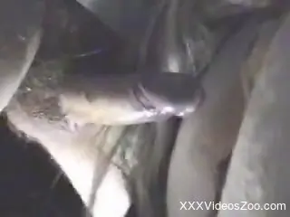 Horny guy shoves his meaty dick in horse's pussy