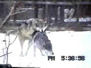Sexy wolves enjoying a hardcore sex session outdoors