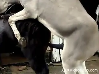 Compilation of all the hottest animal-on-animal sex